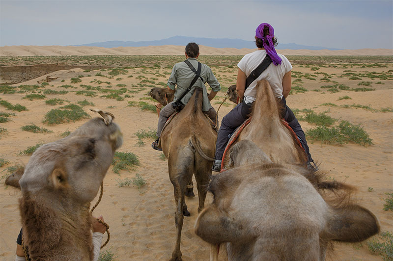 camel riding tour mongolia 